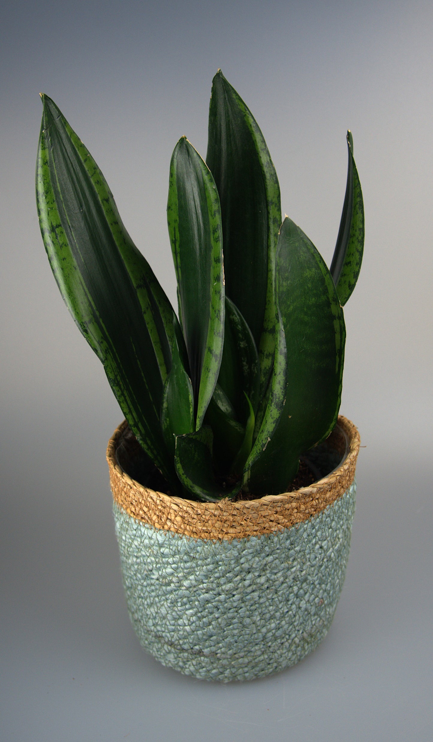 Sansevieria Trifasciata Black Tiger