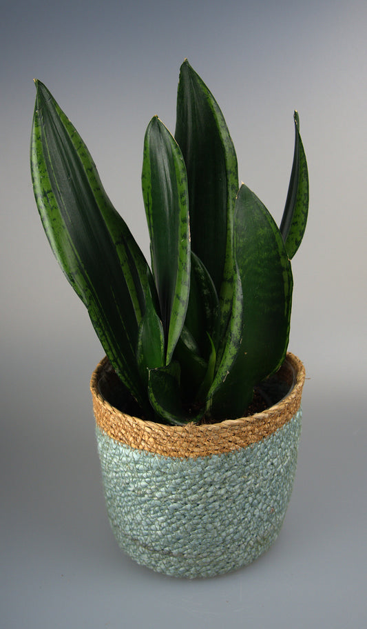 Sansevieria Trifasciata Black Tiger
