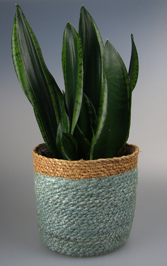 Sansevieria Trifasciata Black Tiger