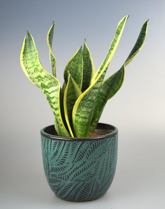 Sansevieria Futura Superba