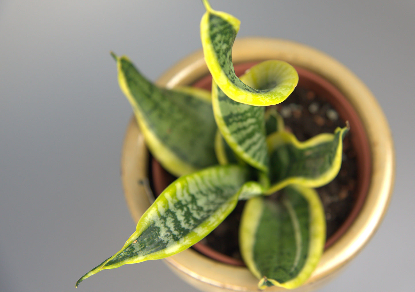 Sansevieria Twister Tsunami