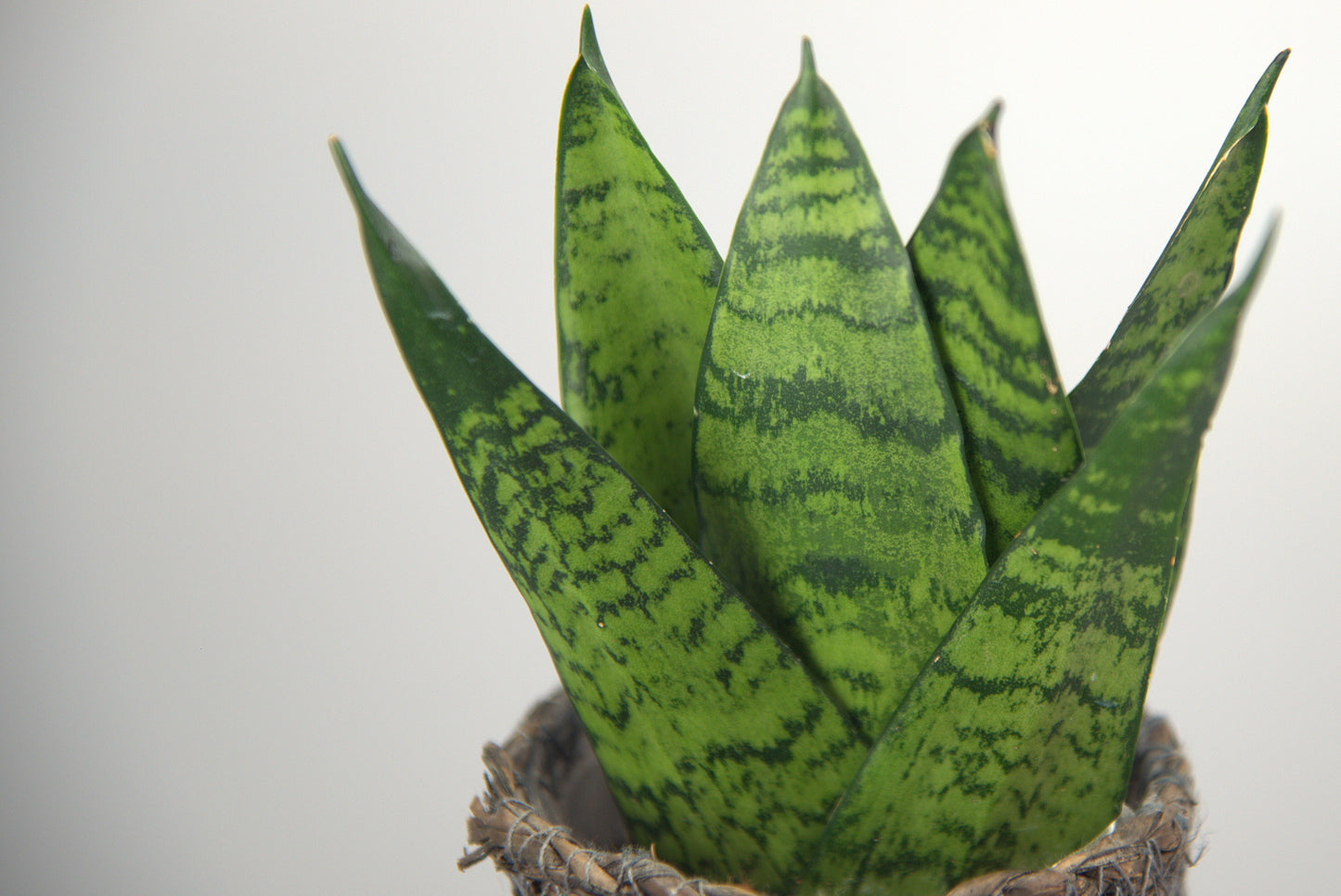 Sansevieria Zeylanica Fan