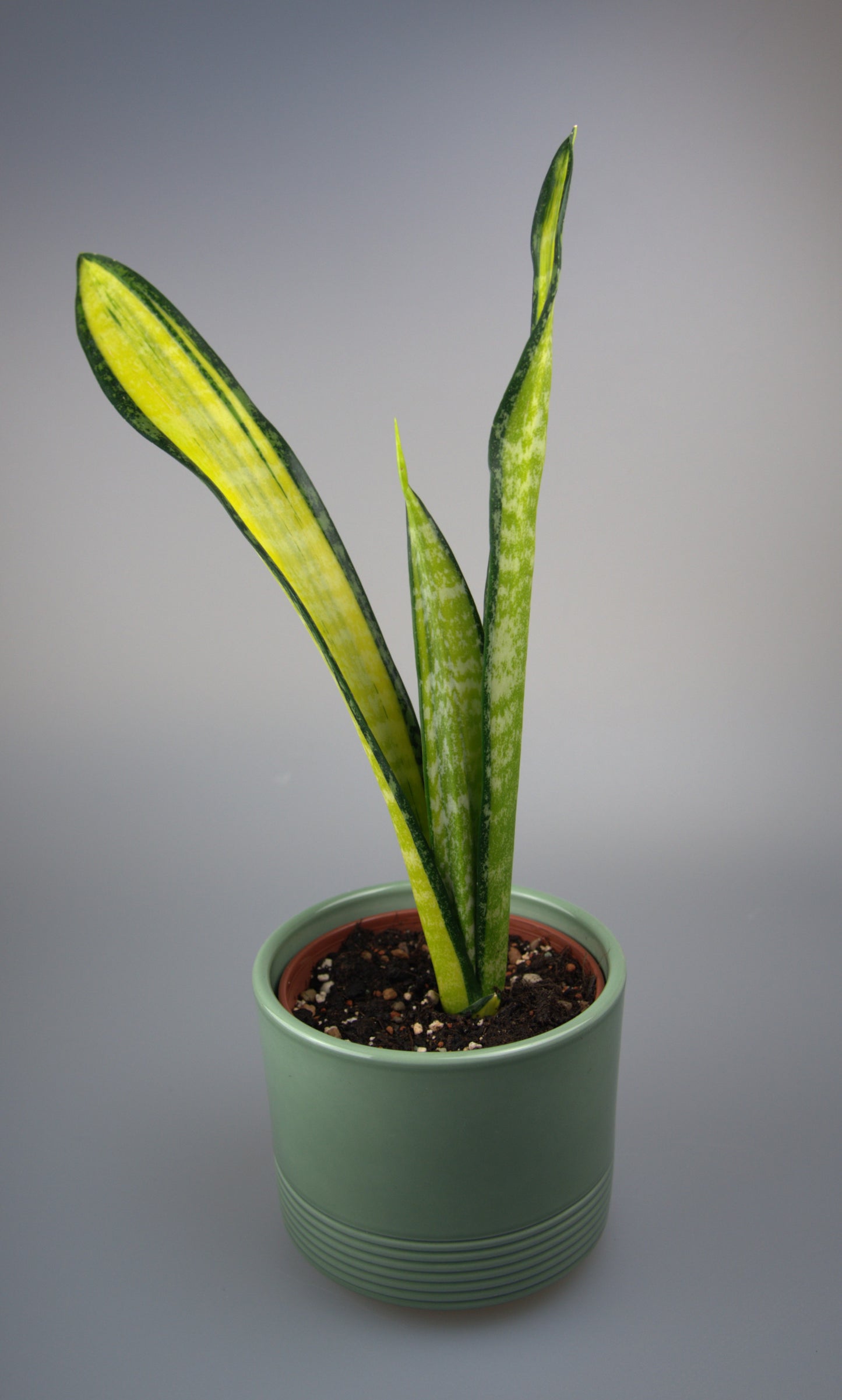 Sansevieria Trifasciata Forescate California
