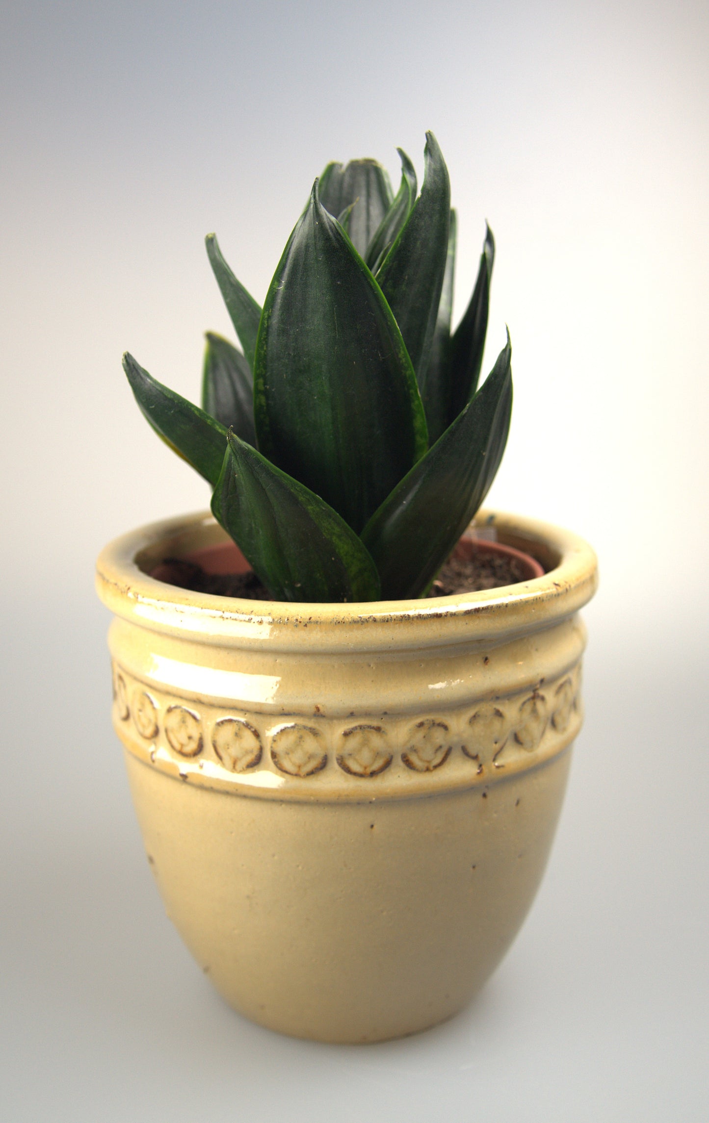 Sansevieria Trifasciata Hahnii Loops Pride