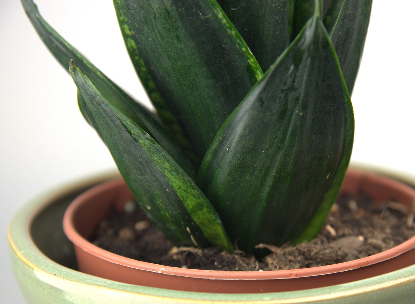 Sansevieria Trifasciata Hahnii Loops Pride