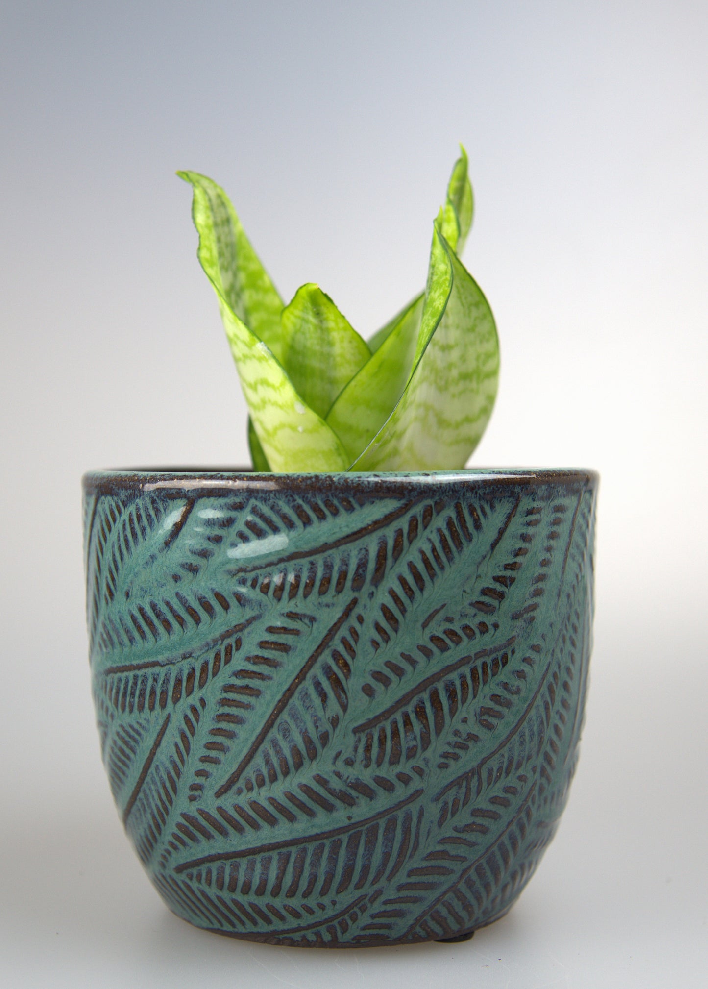 Sansevieria Hahnii Philippines Gold
