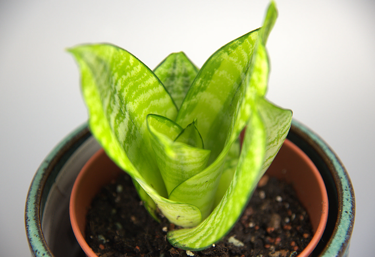 Sansevieria Hahnii Philippines Gold