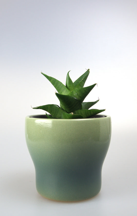 Sansevieria Hybrid Sheila