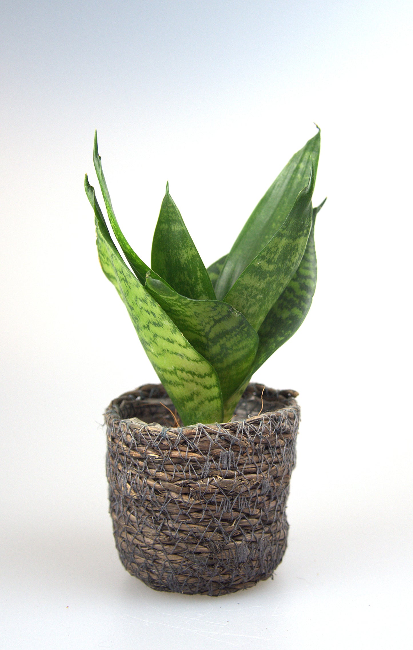 Sansevieria Trifasciata Hahnii Green