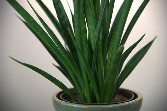 Sansevieria Trifasciata Kirkii Friends