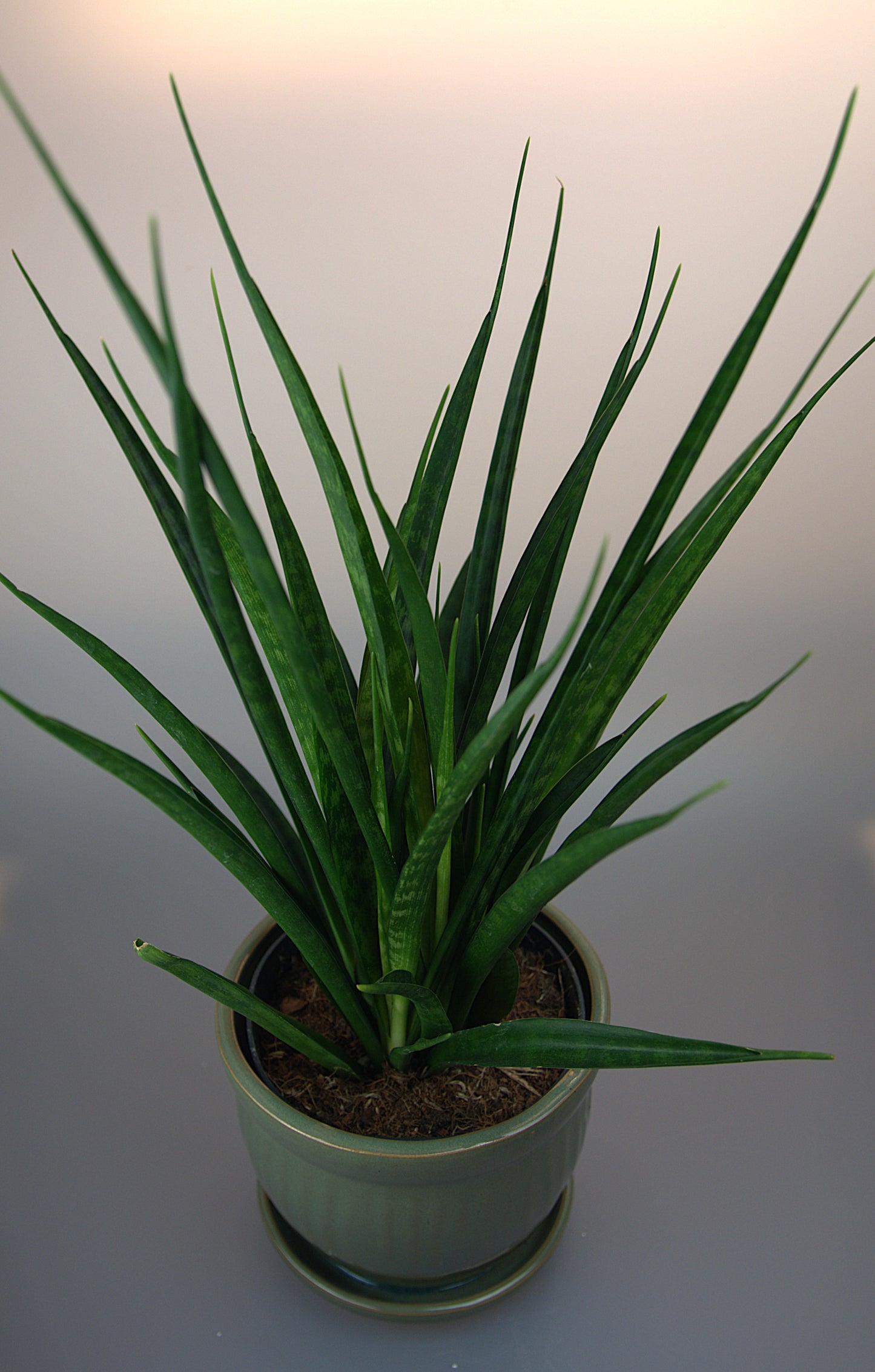 Sansevieria Trifasciata Kirkii Friends