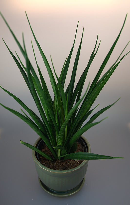 Sansevieria Trifasciata Kirkii Friends