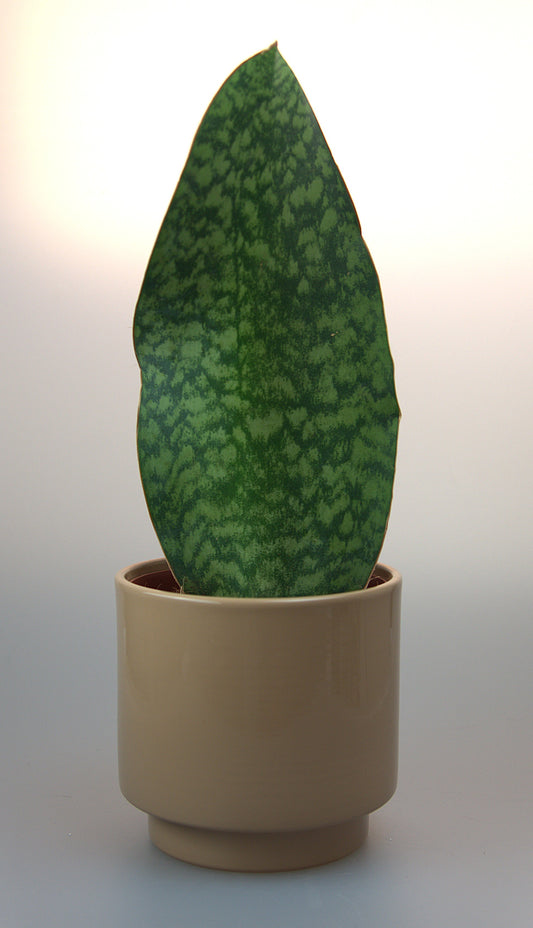 Sansevieria Trifasciata Victoria