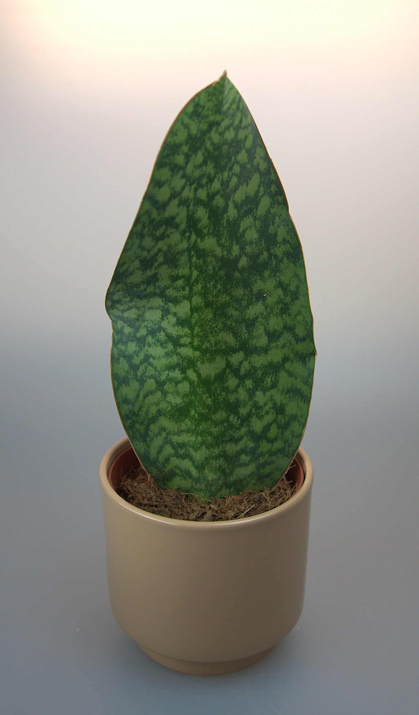 Sansevieria Trifasciata Victoria