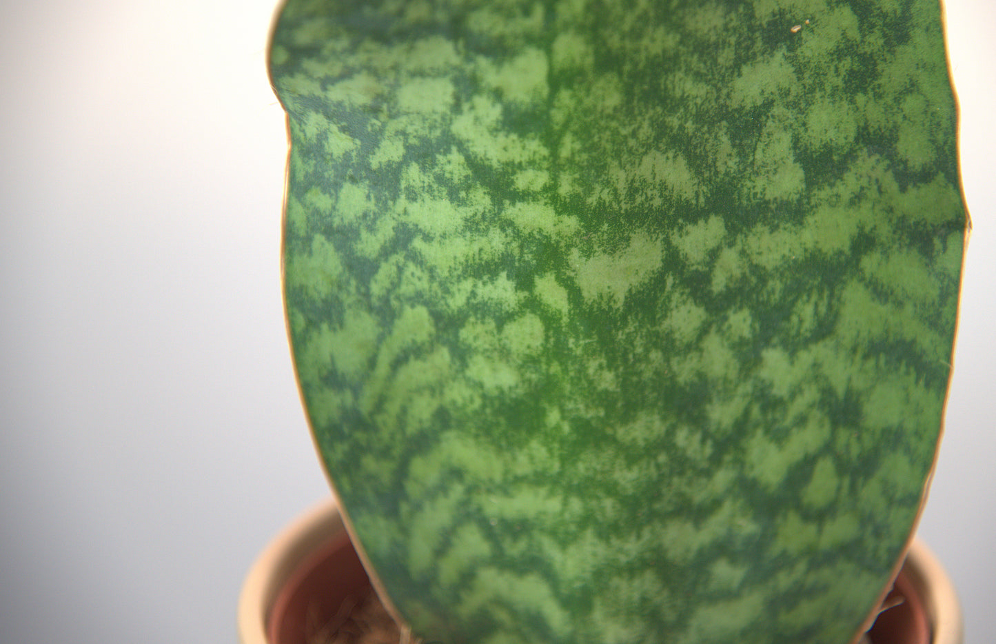 Sansevieria Trifasciata Victoria
