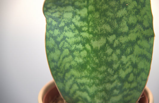 Sansevieria Trifasciata Victoria