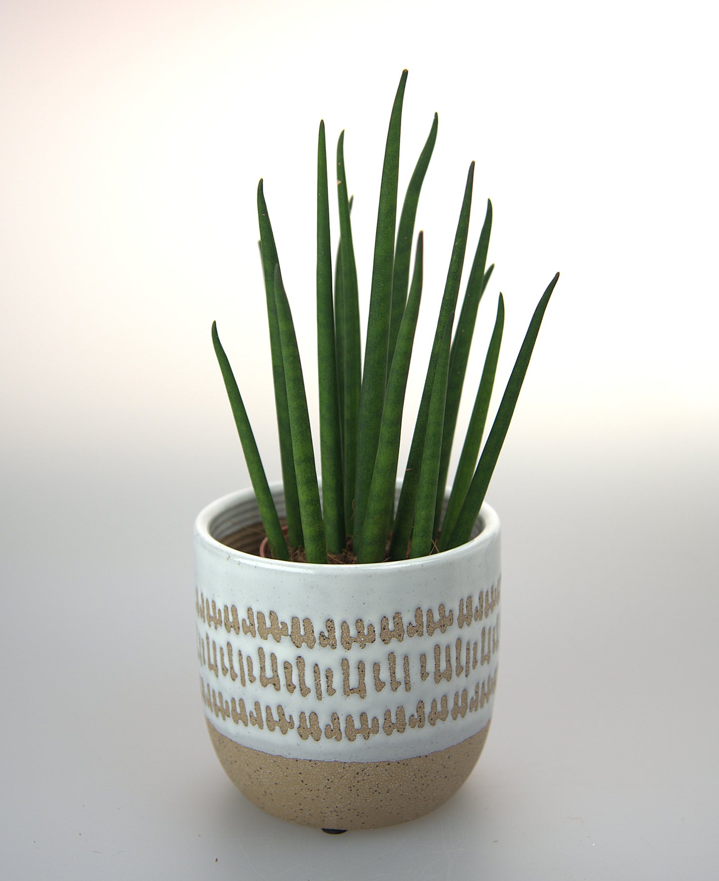 Sansevieria Bacularis Mikado