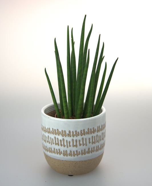 Sansevieria Bacularis Mikado