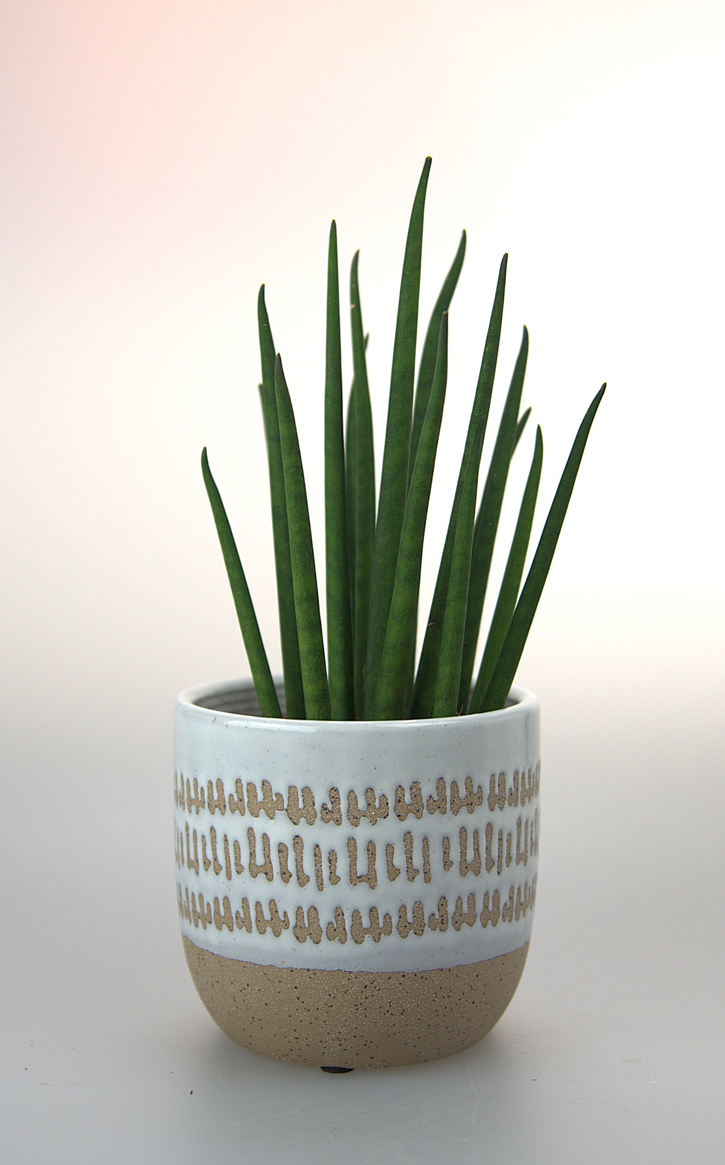 Sansevieria Bacularis Mikado