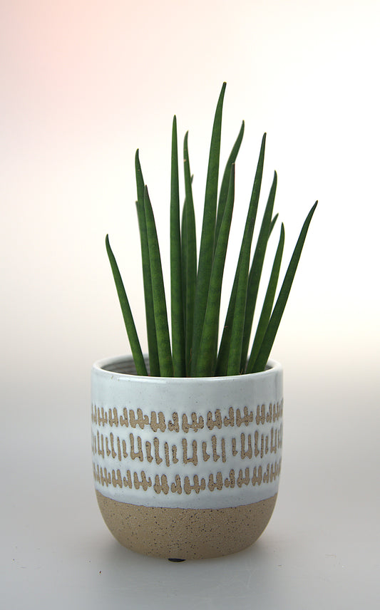 Sansevieria Bacularis Mikado