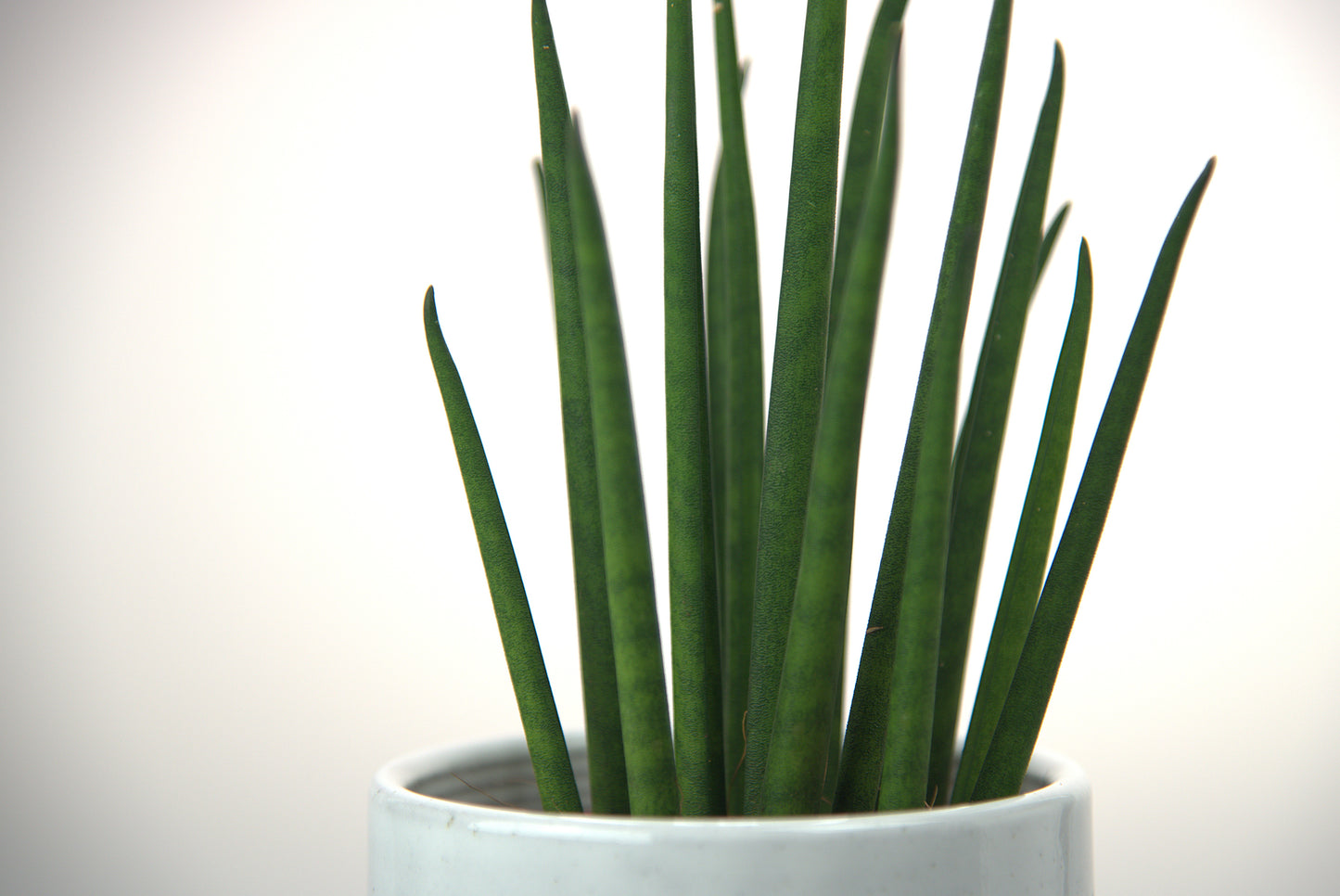 Sansevieria Bacularis Mikado