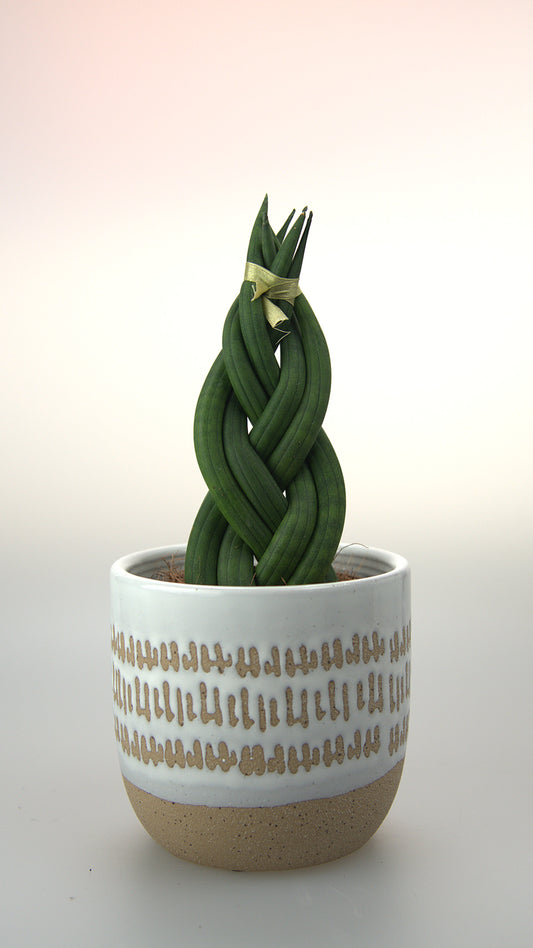 Sansevieria Cylindrica Braid