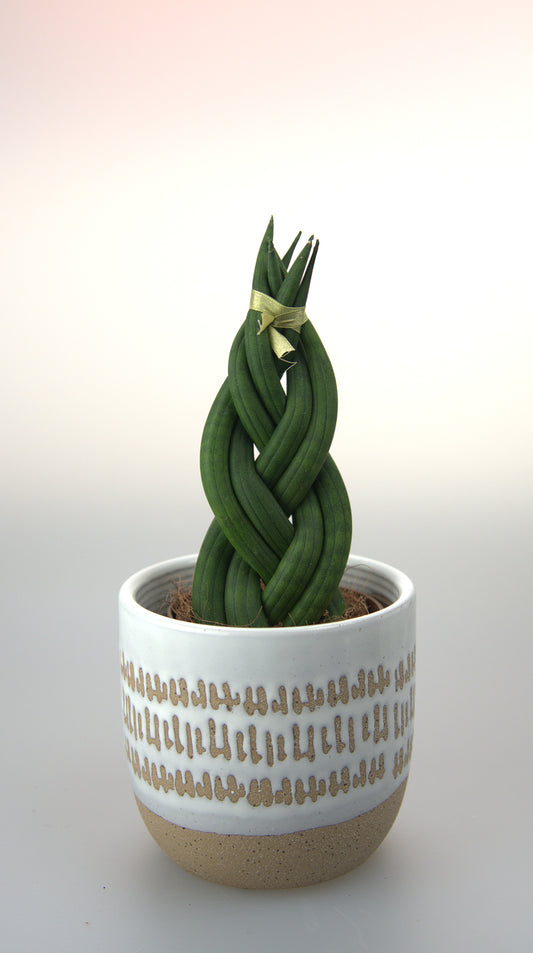 Sansevieria Cylindrica Braid