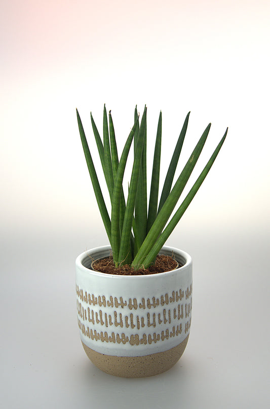 Sansevieria Cylindrica Spaghetti