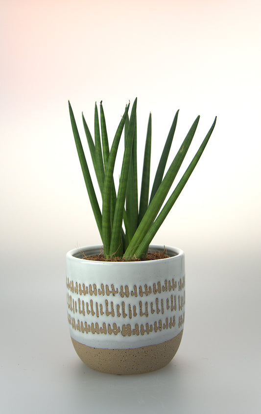 Sansevieria Cylindrica Spaghetti