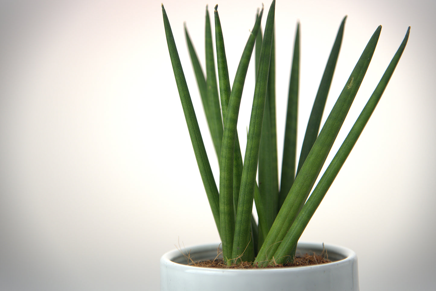 Sansevieria Cylindrica Spaghetti