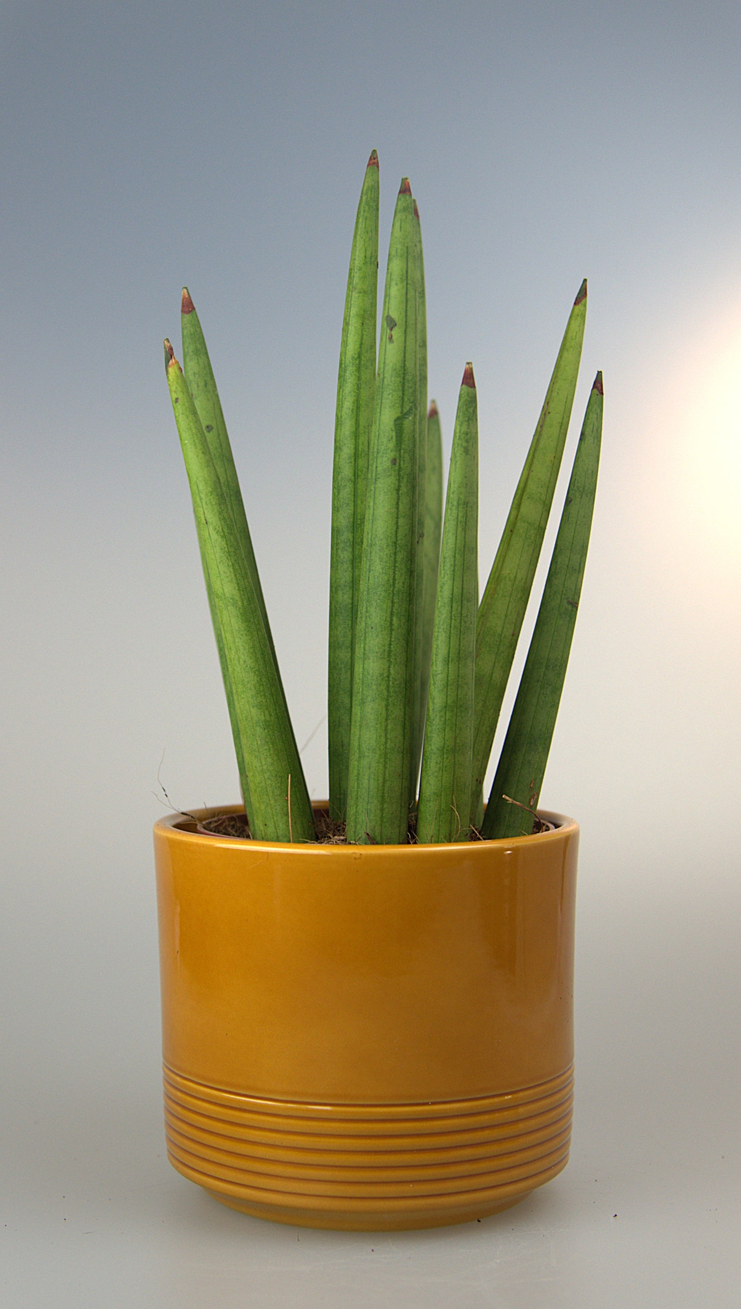 Sansevieria Cylindrica Tough Guy