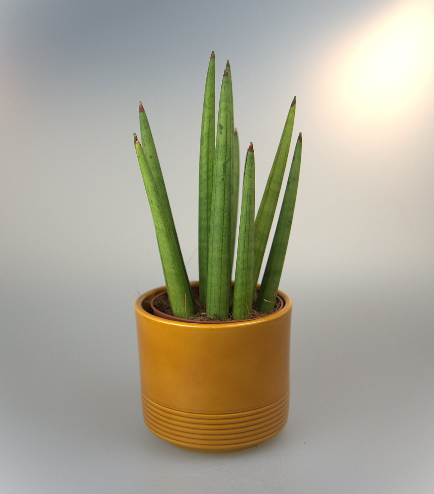 Sansevieria Cylindrica Tough Guy