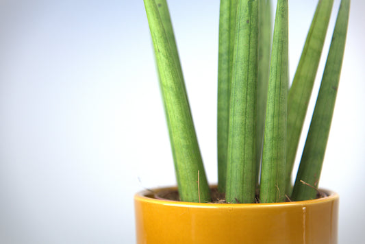 Sansevieria Cylindrica Tough Guy