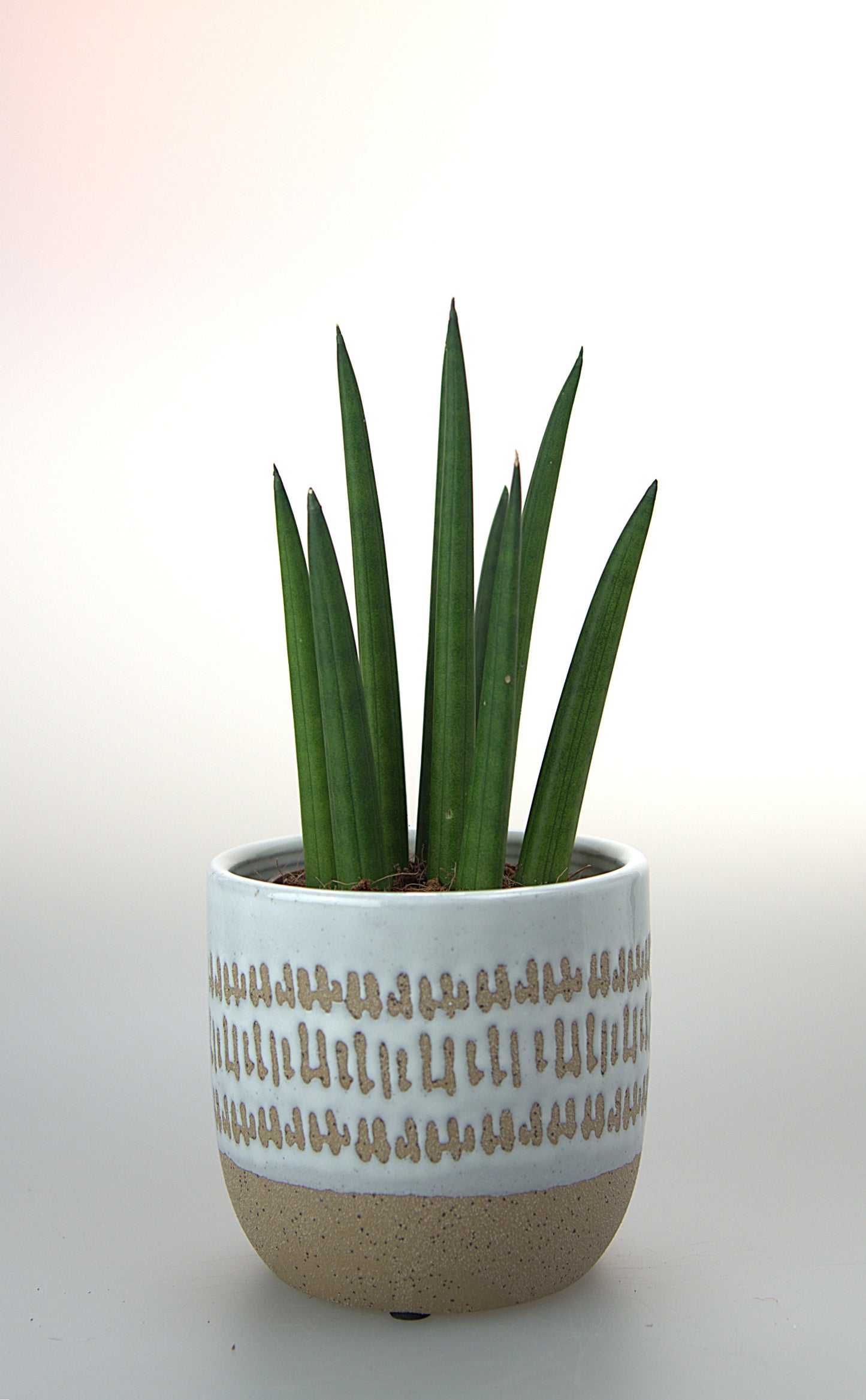Sansevieria Cylindrica Tough Guy