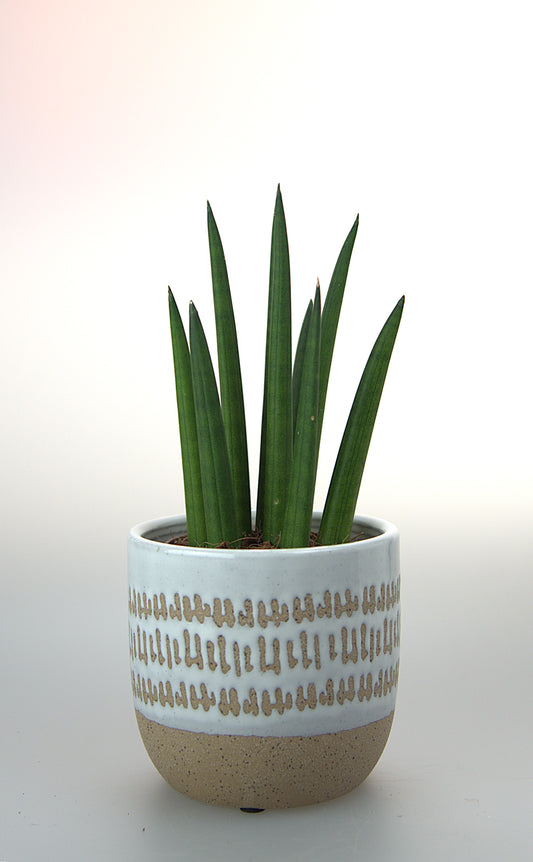 Sansevieria Cylindrica Tough Guy