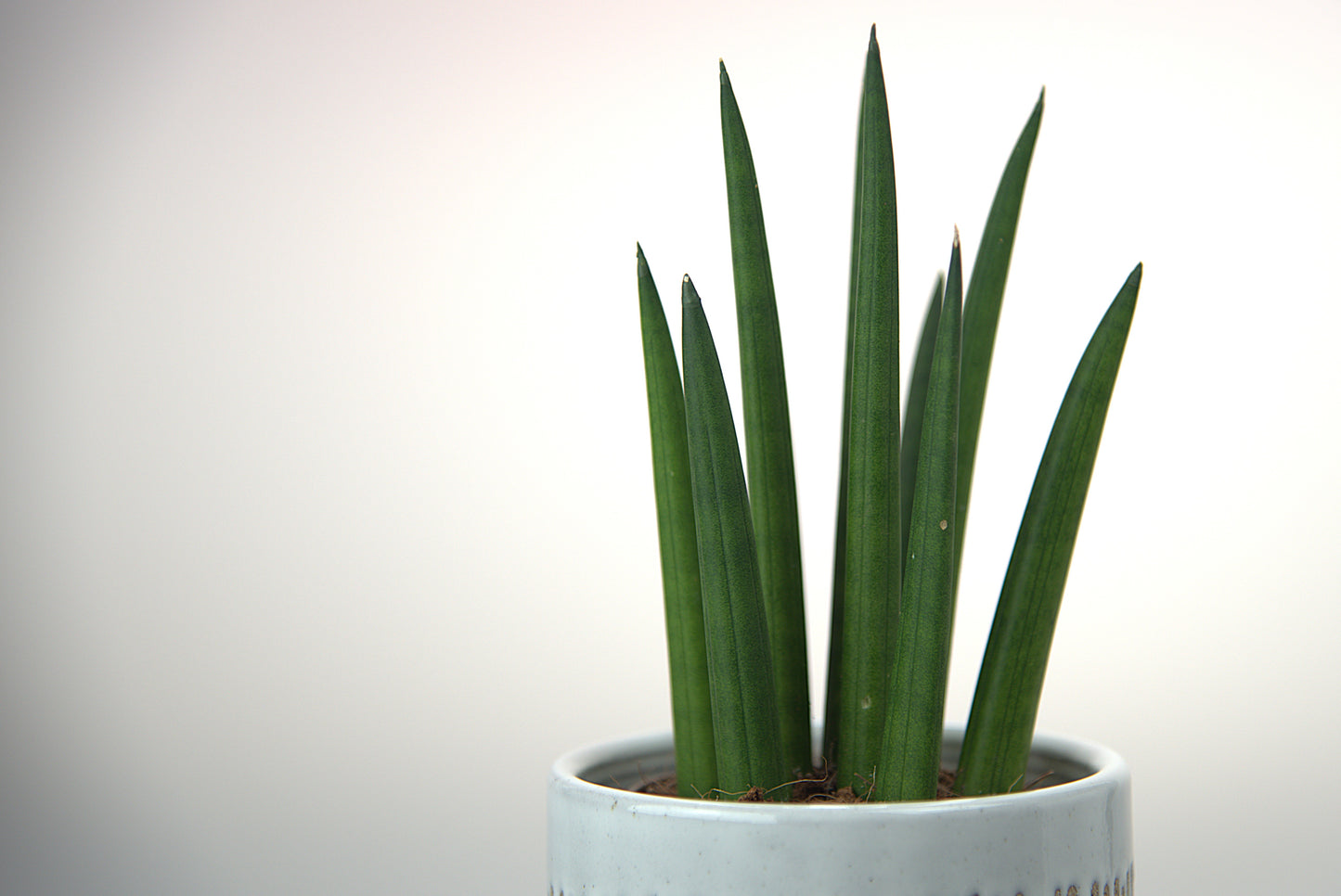 Sansevieria Cylindrica Tough Guy