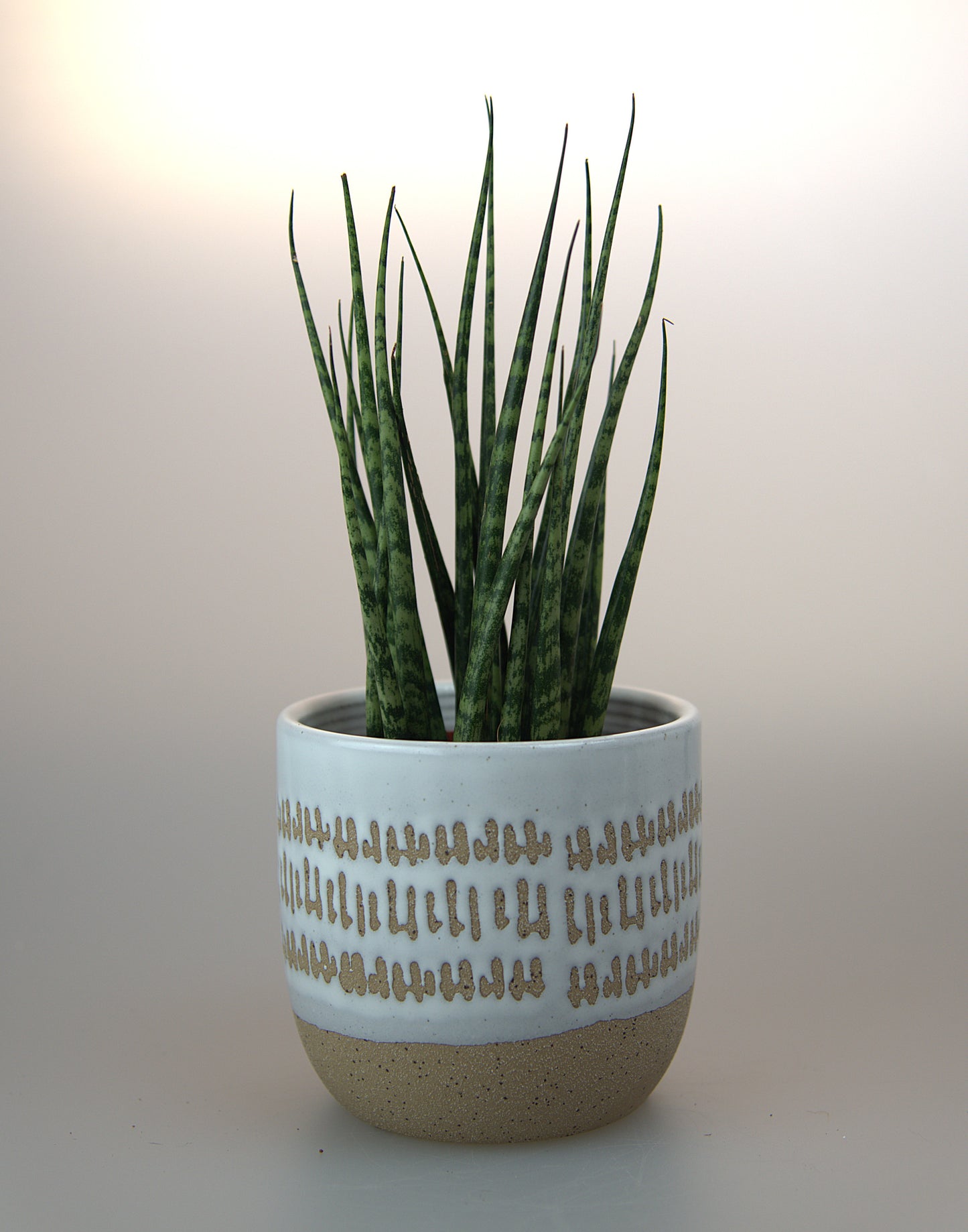 Sansevieria Fernwood Mikado
