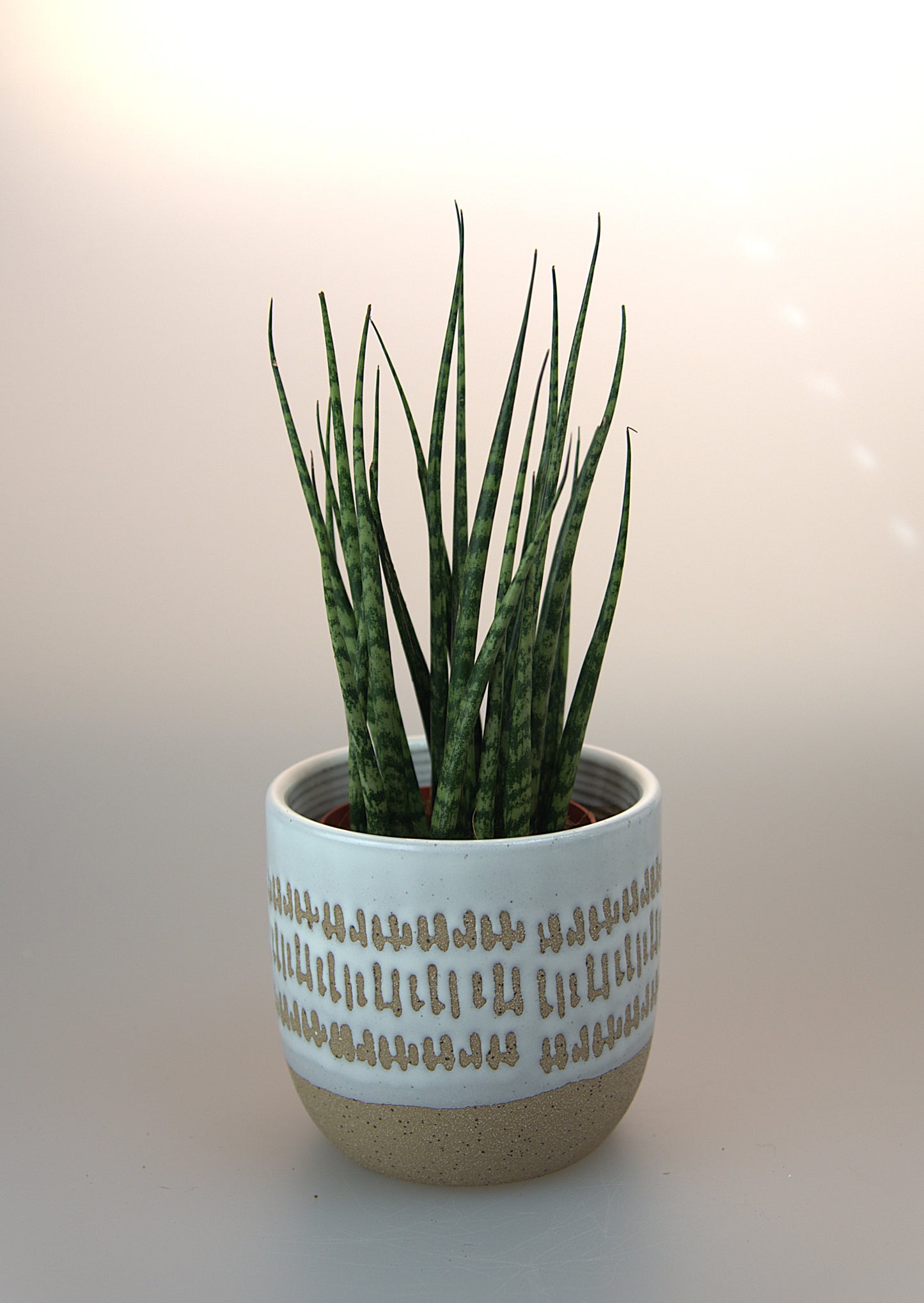 Sansevieria Fernwood Mikado