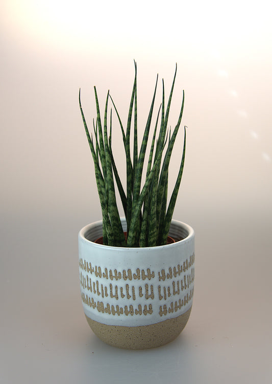 Sansevieria Fernwood Mikado