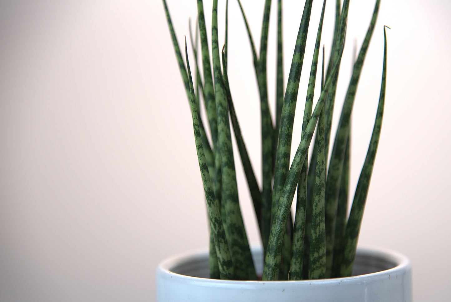 Sansevieria Fernwood Mikado