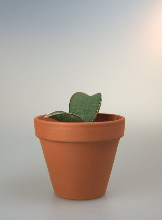 Sansevieria Halii Blue Bat