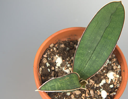 Sansevieria Halii Blue Bat