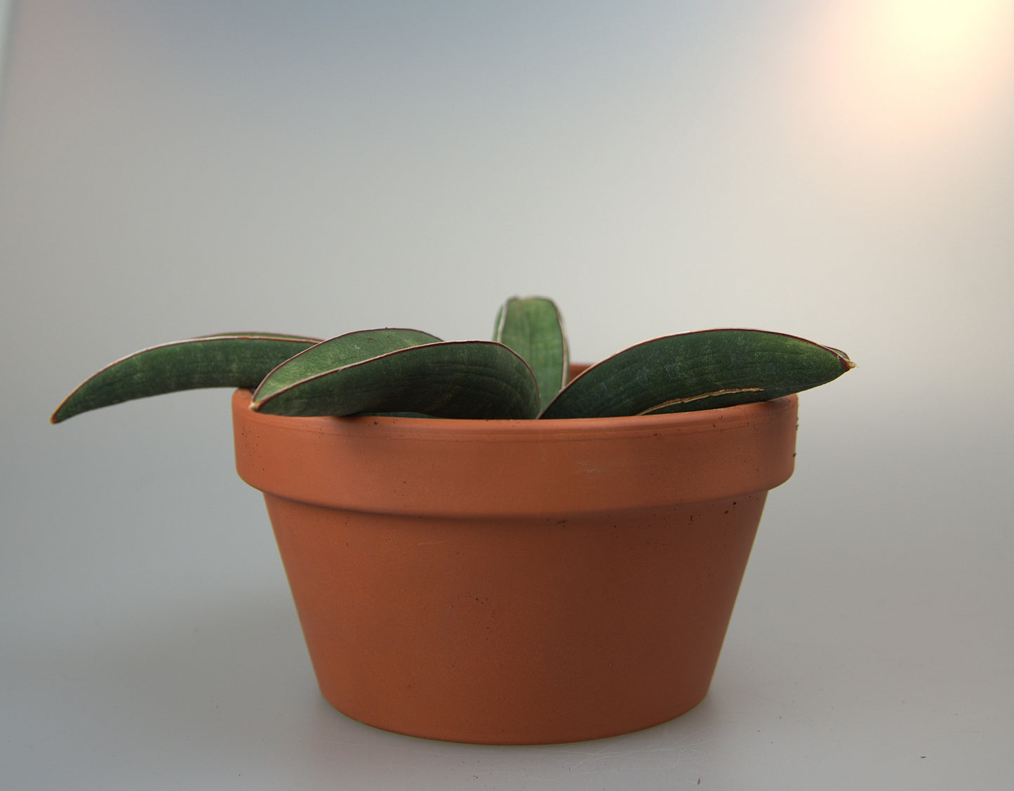 Sansevieria Halii Blue Bat