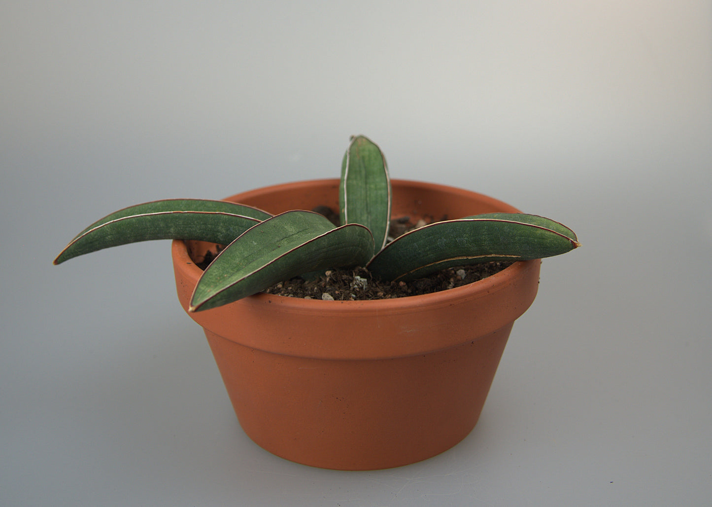 Sansevieria Halii Blue Bat