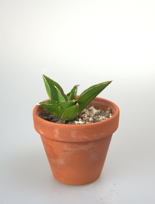 Sansevieria Hybrid Pagoda Tower