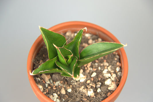 Sansevieria Hybrid Pagoda Tower