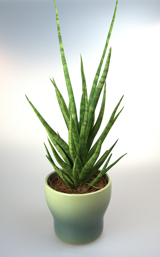 Sansevieria Torch
