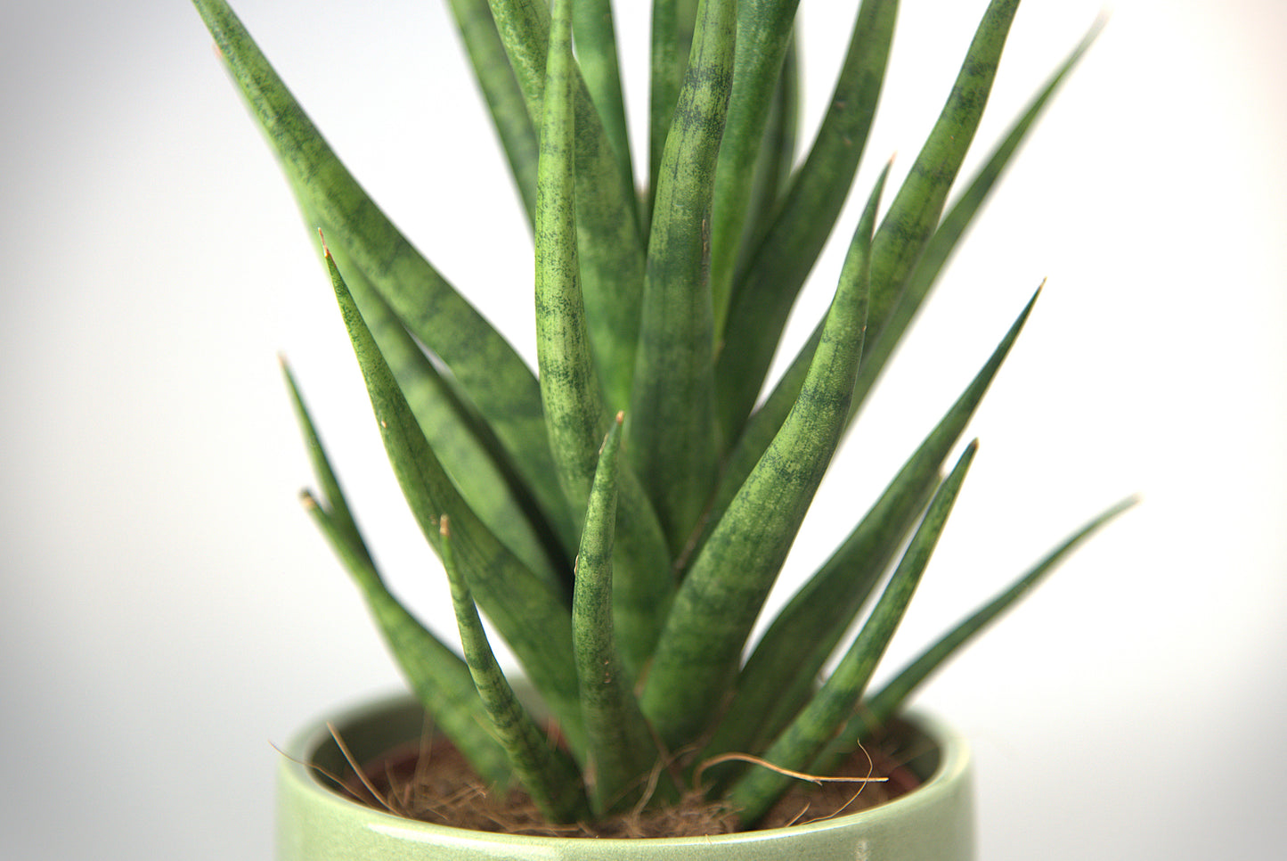 Sansevieria Torch