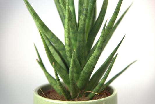Sansevieria Torch