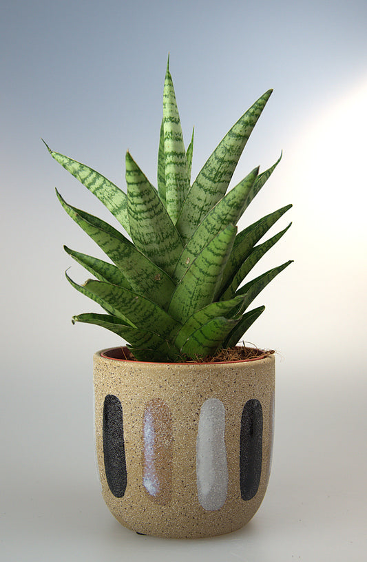 Sansevieria Tough Lady